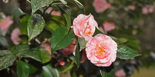Celebrating Camellias in Bloom - Notecard Crafting