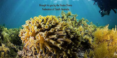 Splash Inn 008  Shipwrecks of SA with Steve Saville