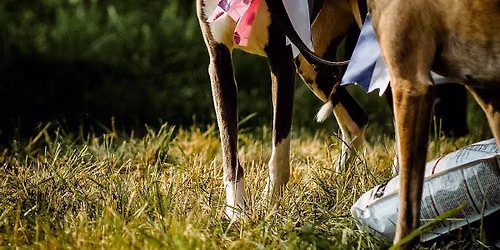 Whippet-Harrastajat ry:n & Suomen Basenjit ry:n maasto- ja veteraanimestaruudet 2026