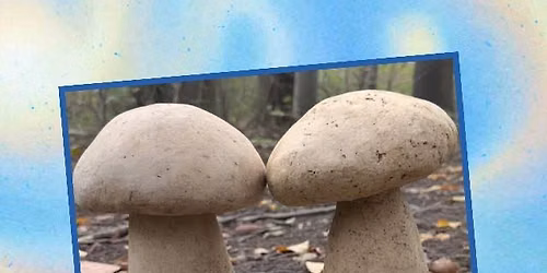 \ud83c\udf44 #2 of the Creation by the Creek Series \ud83c\udfde\ufe0f Sculpted Cement Garden Mushrooms \ud83c\udf44