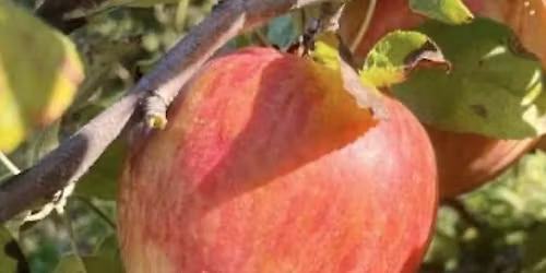 Honeycrisp Festival
