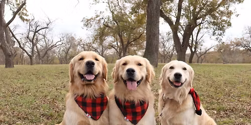 Canines, Carols, & Cocoa