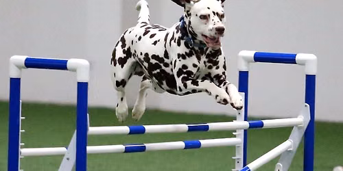 GPDC AKC Agility Trials