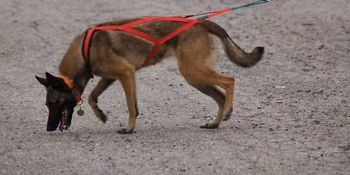 Tracking Workshop with Susan Read  Spring 2026 - Beginner Spots Available!