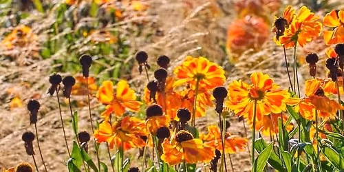 Plants for Autumn Interest & Choosing Bulbs - Gardening Talk
