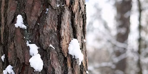Winter Buds & Bark Tree ID