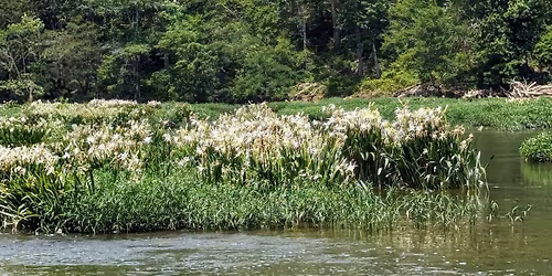 Cahaba Lily Hike BLHC BHM