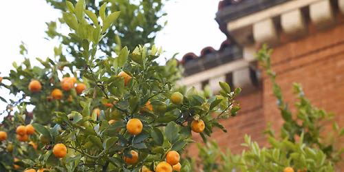Edible Landscapes, a UArizona Campus Arboretum tour.