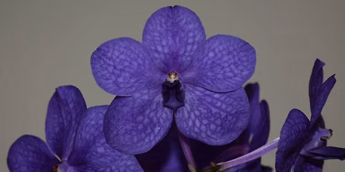 ORCHID SALES: Endeavour Hills Shopping centre [Near Kmart]