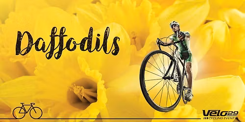 The Daffodils Sportive. A beautiful ride in Yorkshire