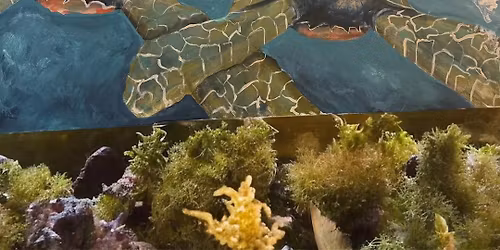 Verde and Gogh the Sea Turtles 12x24 Acrylics Workshop