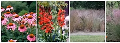 Fall Native Plant Sale Fundraiser benefiting ReLeaf Michigan