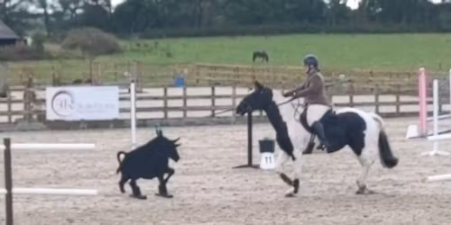 Working equitation Ease of Handling training at Hogholm