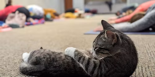 **EVENT FULL** Cats on Mats with Kate Casey (Ages 18+)