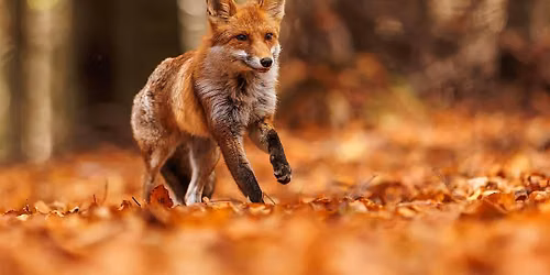 Autumn Equinox: A Shamanic Journey into Balance & Belonging