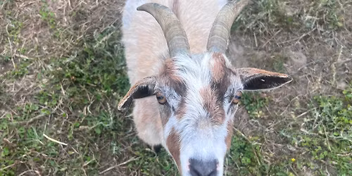 Harvest Hoedown Throwdown