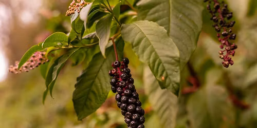 Pokeweed: Food, Medicine, Poison, Dye!