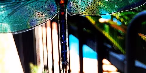 Tea Leaf Reading Divination Workshop