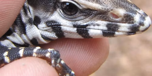 Animalogy - Colors and Contrasts