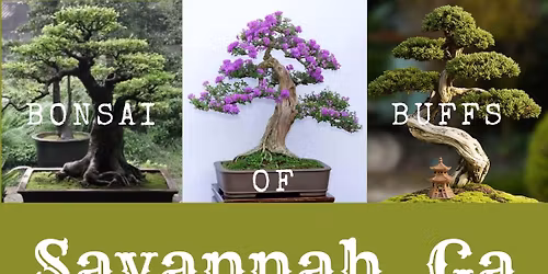 Bonsai Bonanza