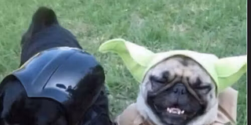 FIELD TRIP: Pugs Of The East Unite Halloween Edition