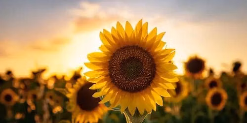 \ud83c\udf3b Vendor at Sunflower Hill - Sunday\ud83c\udf3b