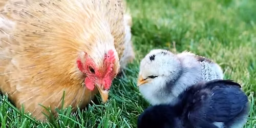 Kurs i h\u00f8nsehold