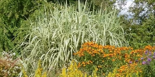 Is Foliage More Important than Flowers?