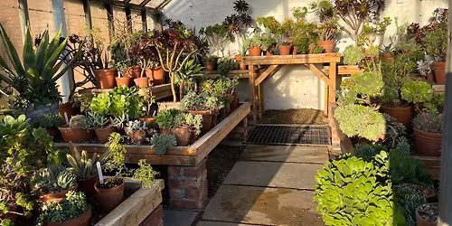 Walled Garden Talk: Growing Succulents