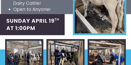 Dairy Clinic \u2013 Learn to Show & Clip Dairy Cattle!