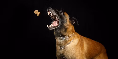 2026 Blount County K-9 Chili Cookoff