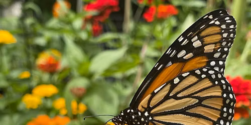 Create Your Own Pollinator Garden During Pollinator Week