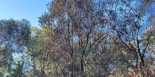 AGM & Community Forum: Drought-Induced Dieback in the Adelaide Hills