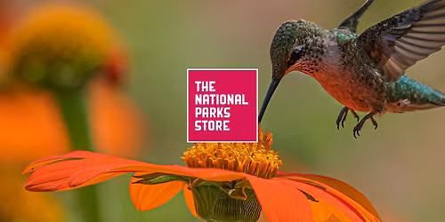 In-Person Presentation | Hummingbirds: Masters of Flight