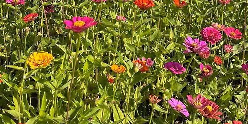 Zinnea\/Wildflower Mini\u2019s 