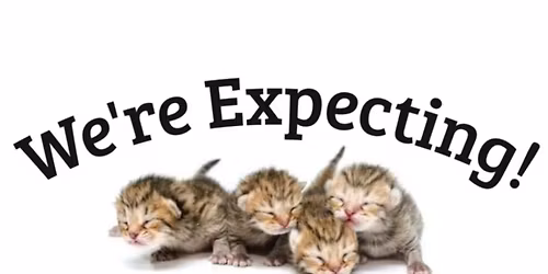 Kitten Shower - Heart of the Foothills Animal Rescue 