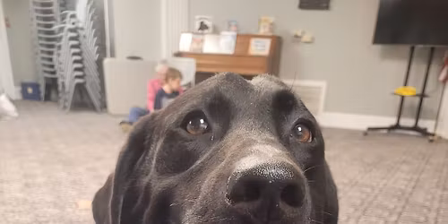 Good Dog II- Intermediate Level