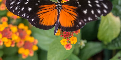 Schmetterlingsausstellung