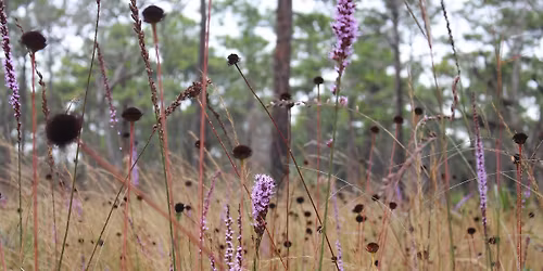 Guided Hike: Janet Butterfield Brooks WEA