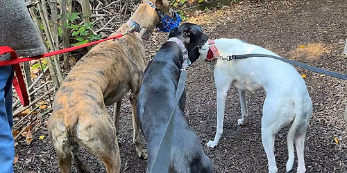 Social sighthound walk
