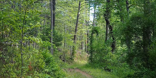 Guided Walk: Hickories, Oaks, and Pines - Oh My!