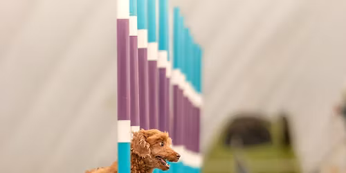 Treningowe zawody agility 17\/01\/2026 - CANIVERSUM