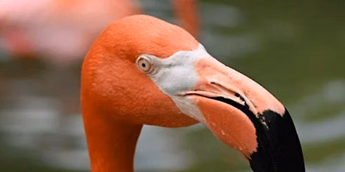 Grassmere\u2019s Roaring Family Outing at Nashville Zoo