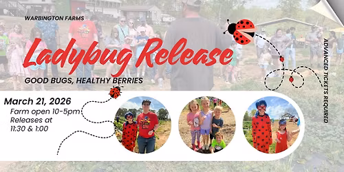 Ladybug Release in Strawberry Field 