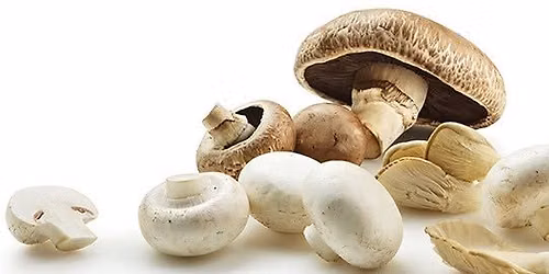 Mushroom Cultivation Event