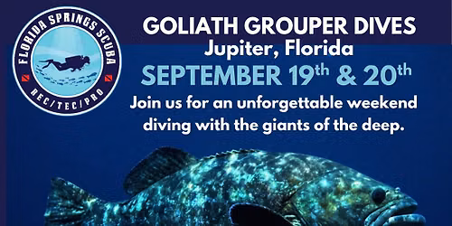 Goliath Grouper Dives - Jupiter, Florida