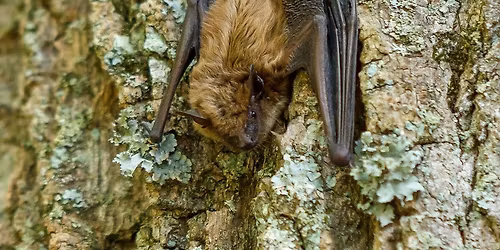 Bats and Your Backyard Habitat