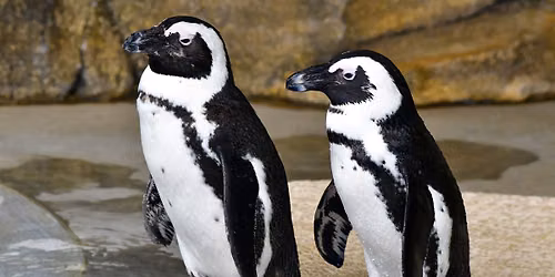 Proud Penguins Camp