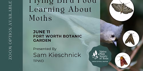 Flying Bird Food - Learning About Moths