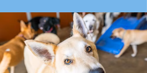 $25 Daycare Saturday